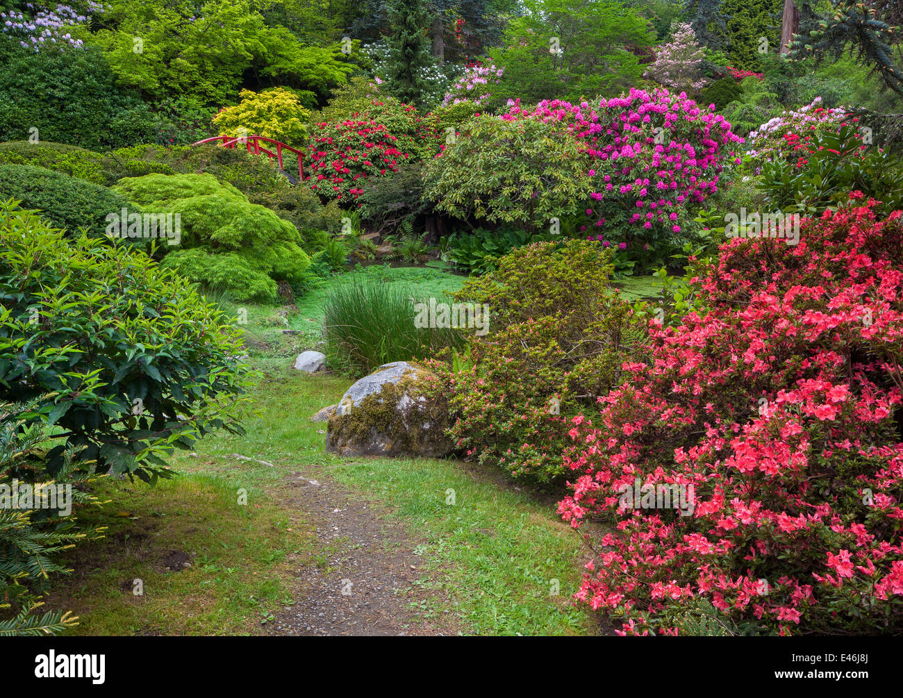 Jardin de Kubota, Seattle, WA : Rhododendrons et azalées fleurir dans un éblouissant de couleurs d'affichage autour du pont de la Lune Banque D'Images
