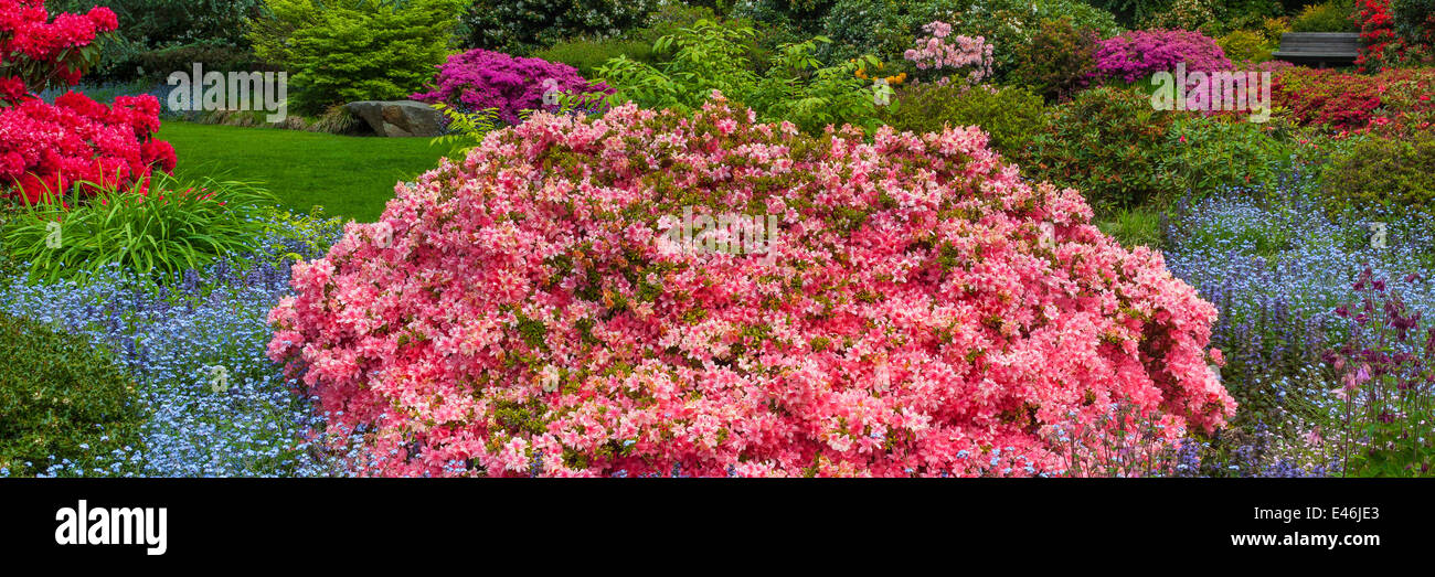 Jardin de Kubota, Seattle, WA : azalées, rhododendrons, et ajuga dans la zone de promenade Kubota Tom le jardin Banque D'Images