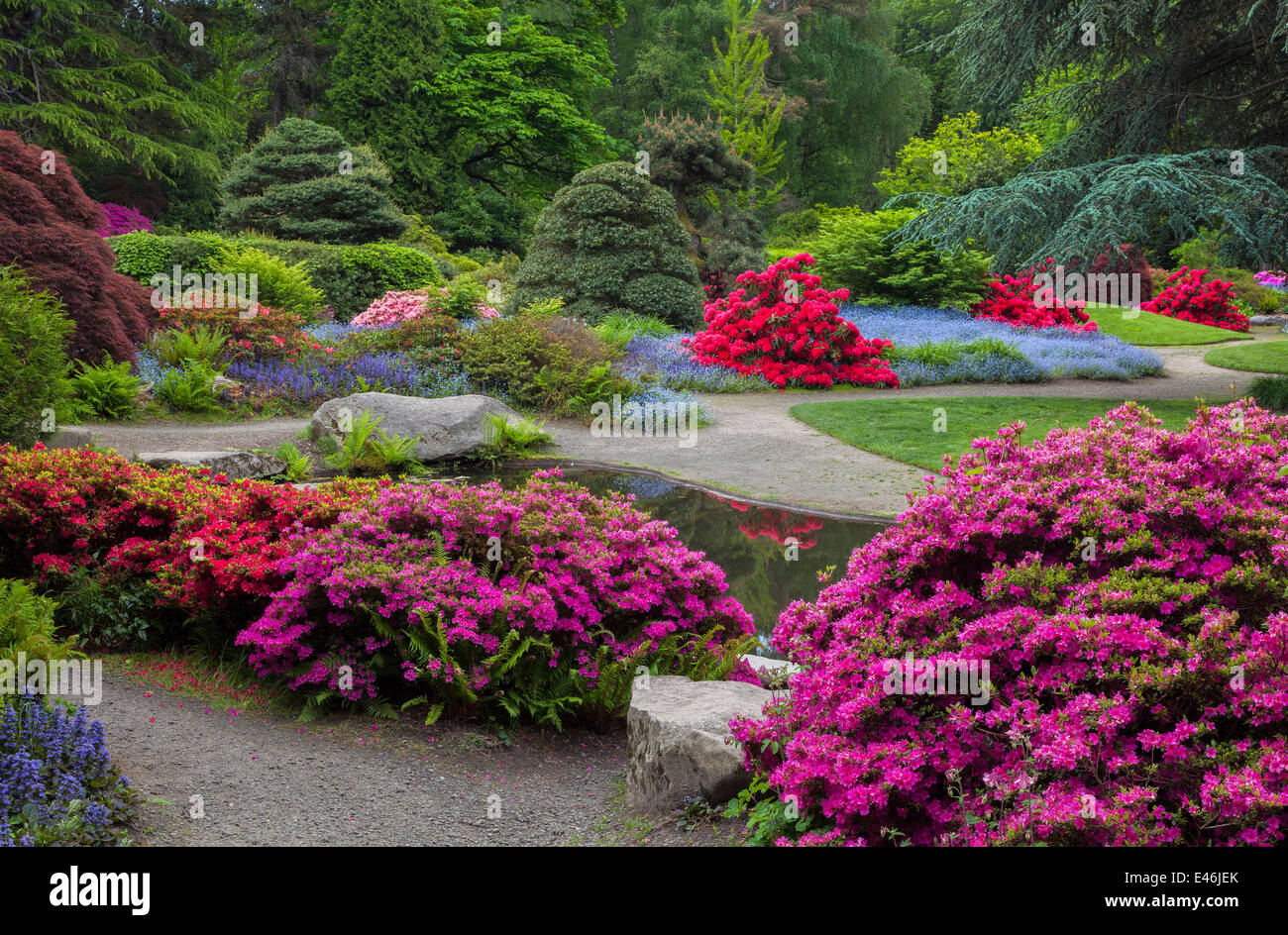 Jardin de Kubota, Seattle, WA : épanouissement'azalées et de rhododendrons dans la zone de promenade Kubota Tom le jardin Banque D'Images