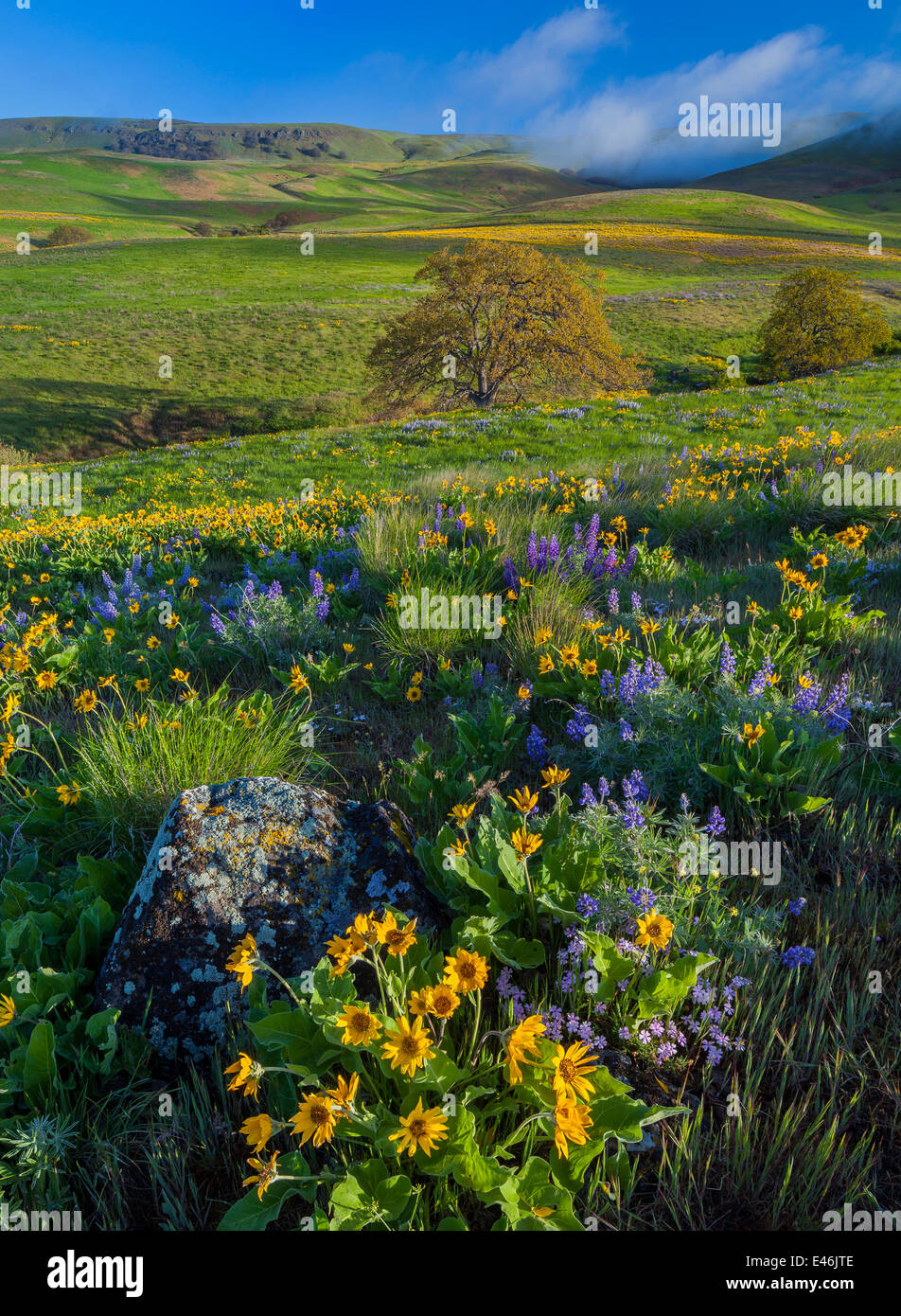 Columbia Hills State Park, WA : Columbia Gorge National Scenic Area, plis de la Columbia Hills avec le chêne de Garry et des fleurs sauvages Banque D'Images