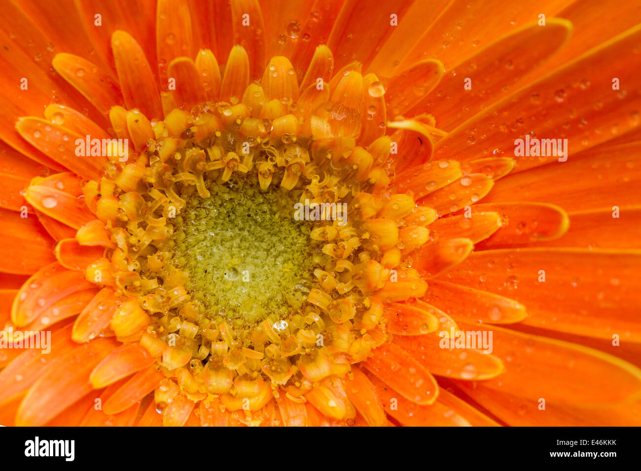 Un beau gros plan de fleurs gerbera orange Banque D'Images