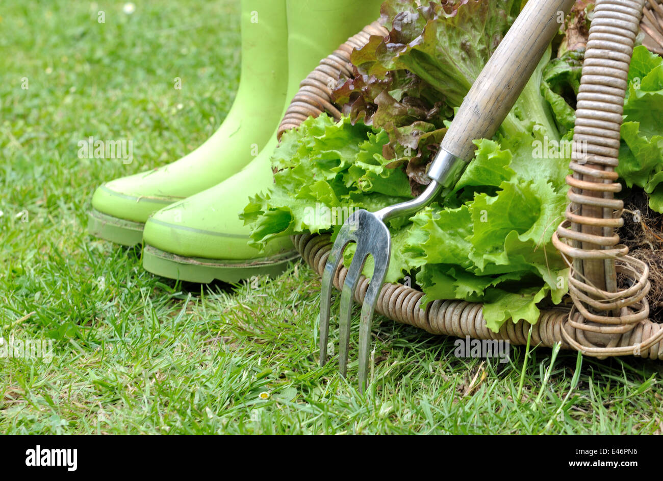 La laitue dans un panier avec des bottes et outil de jardinage Banque D'Images