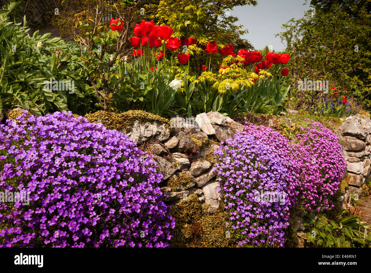 UK, Derbyshire Peak District, coloré, Bakewell, aubretia fleurs en pente raide Chalet jardin Banque D'Images