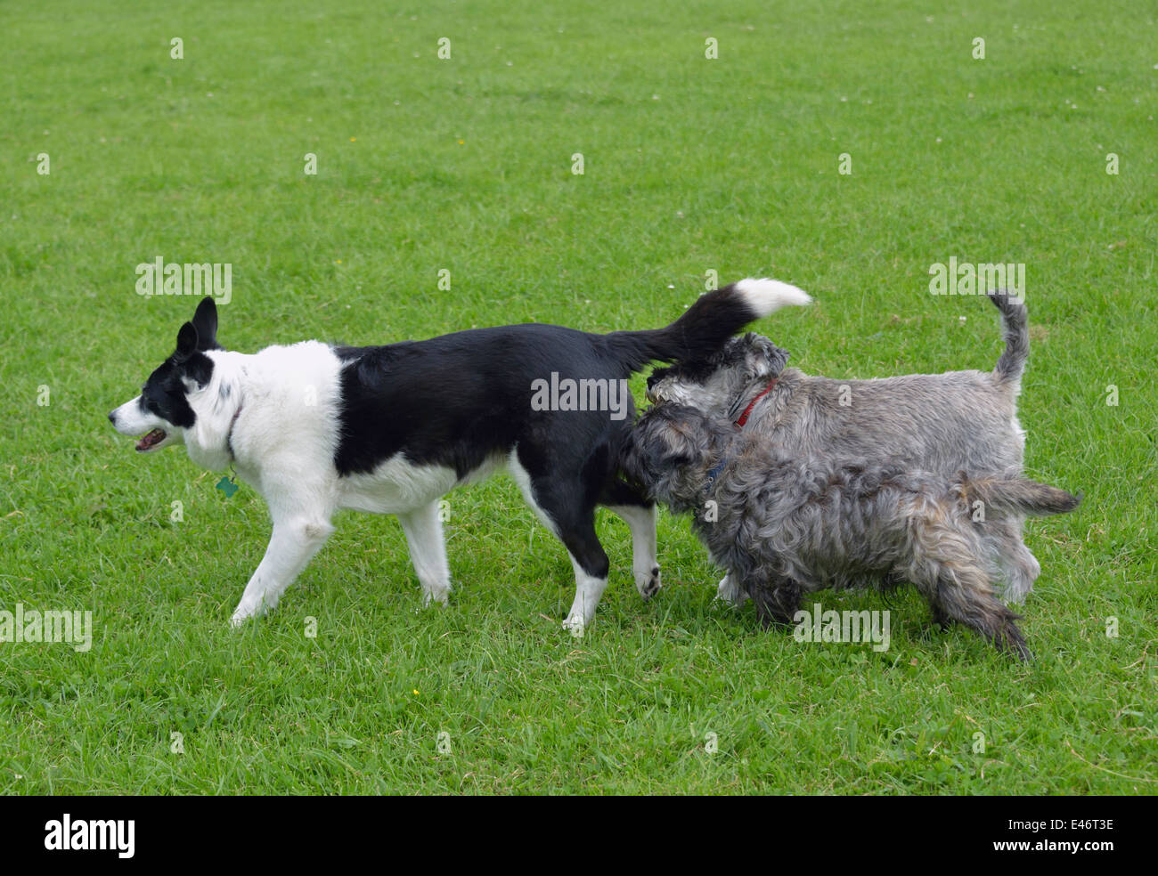 Border Collie noir et blanc avec des amis. Banque D'Images