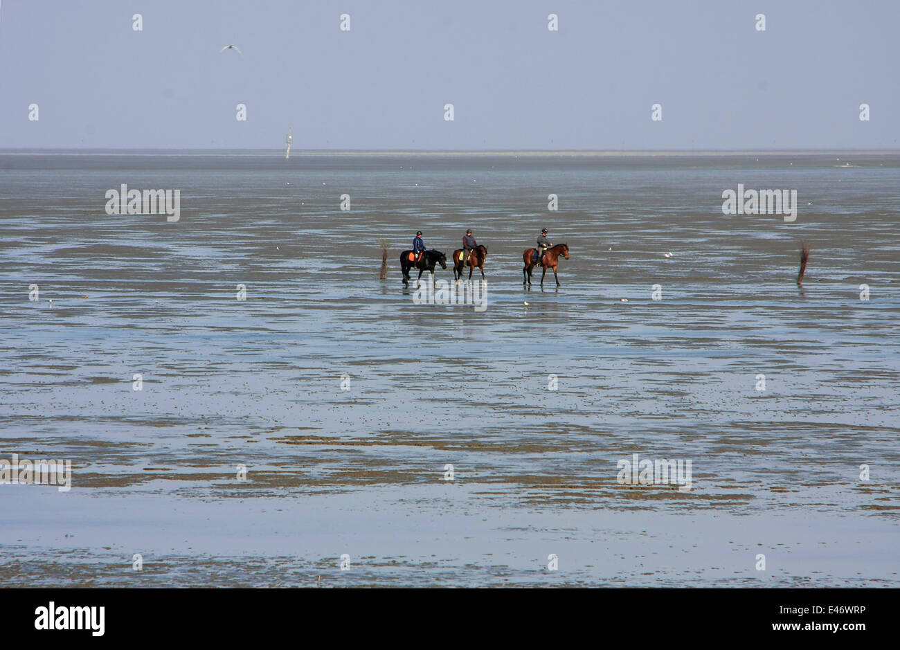 Watt-randonnées par les chevaux au cours de la marée sur la plage de Duhnen. Avec ebb, le naufrage sur la mer-miroir est marquée à cause des marées. La fin de la marée descendante est appelée basse-eaux. Photo : Klaus Nowottnick Date : 11 mai, 2013 Banque D'Images