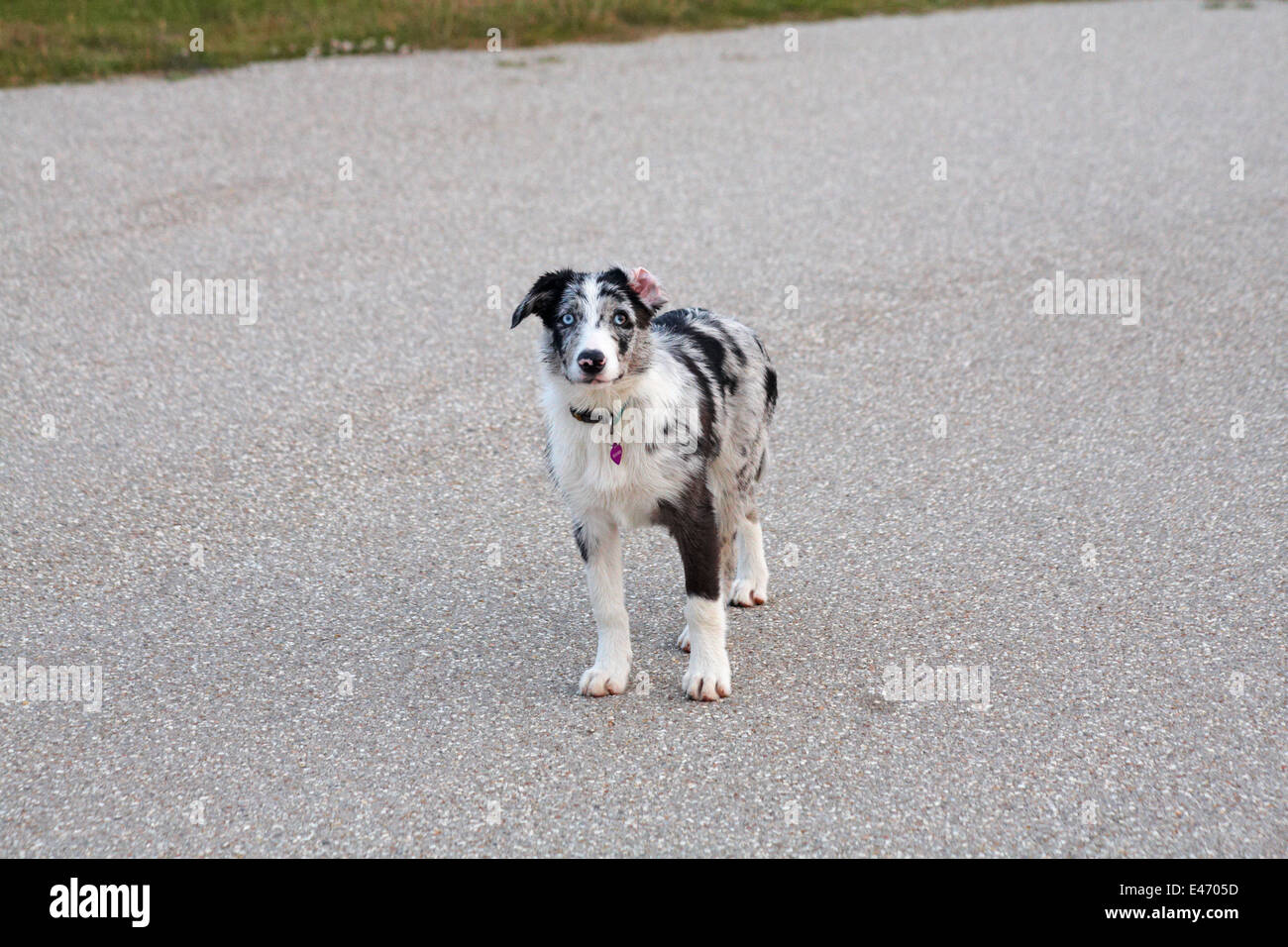 Blue merle Border collie chien debout regardant la caméra à Hengistbury Head, Dorset Royaume-Uni en juillet Banque D'Images