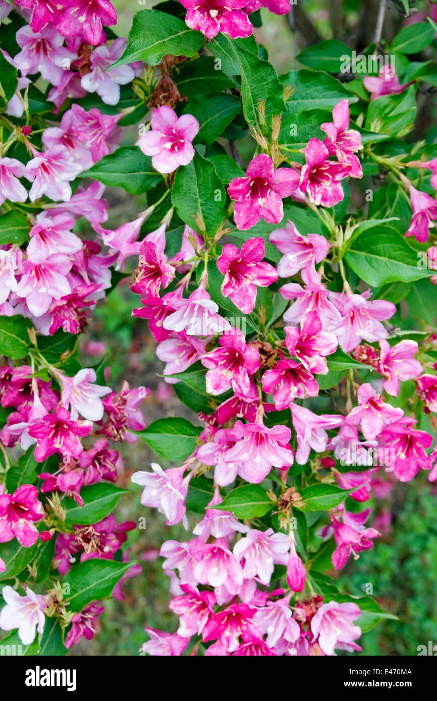 Floral background de fleurs roses et feuilles d'émeraude. Soft focus art Banque D'Images