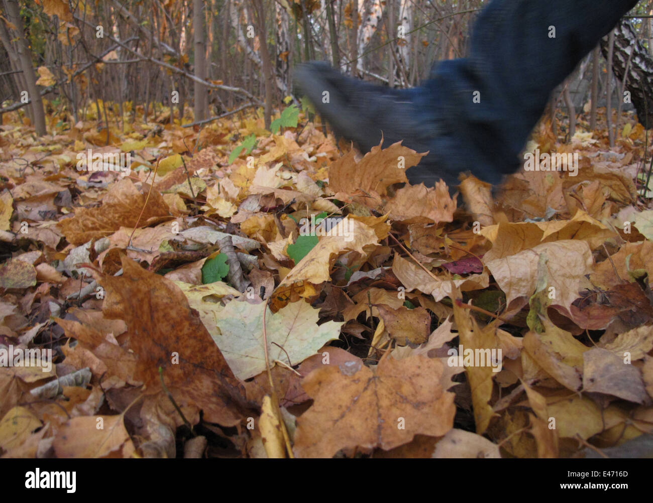 Berlin, Allemagne, symbole photo, tournant sur les feuilles d'automne Banque D'Images