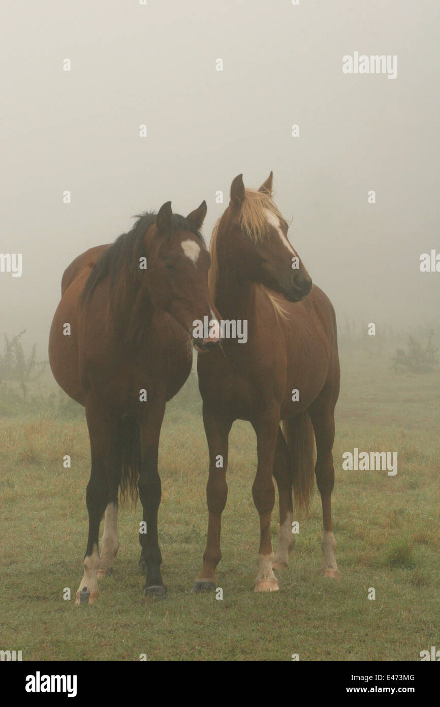 chevaux dans le brouillard Banque D'Images