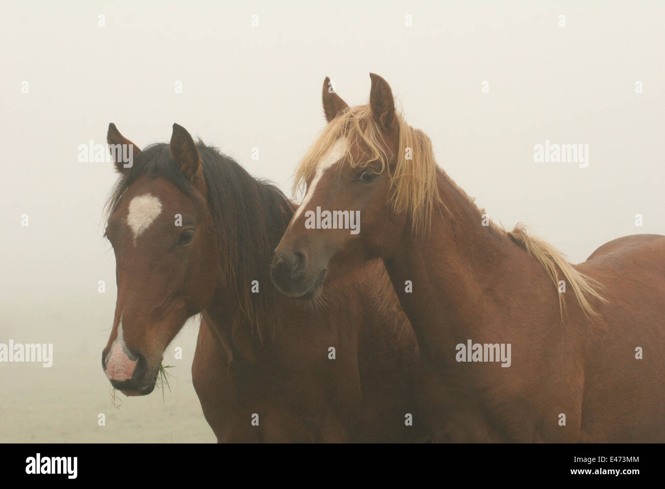chevaux dans le brouillard Banque D'Images