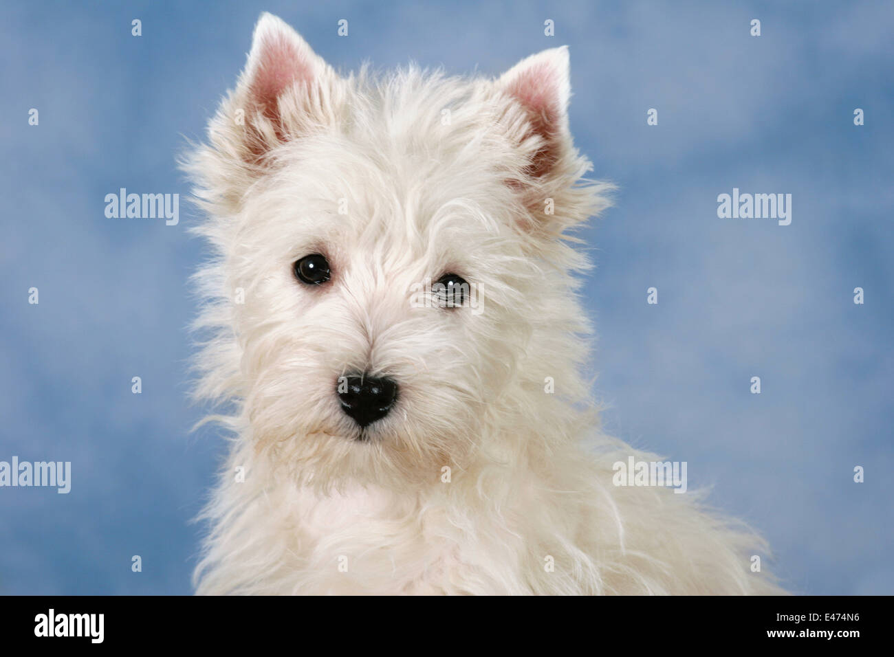 West Highland White Terrier Portrait Banque D'Images