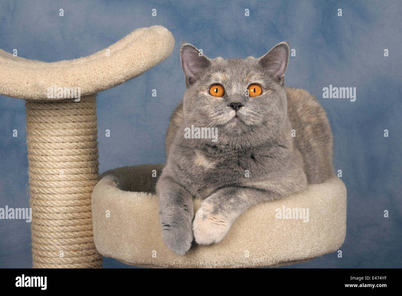 British Shorthair Banque D'Images