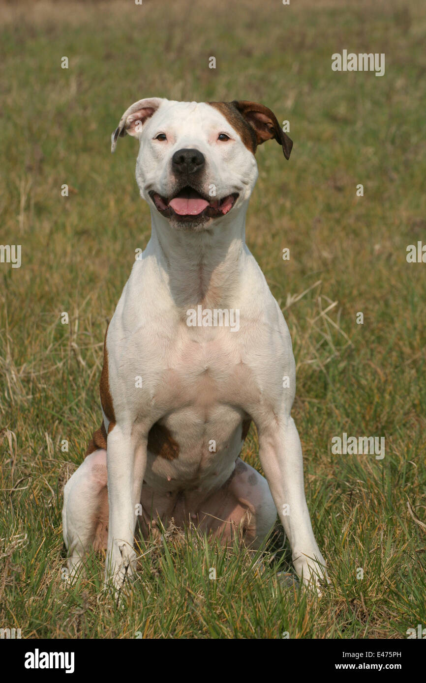 American Staffordshire Terrier Banque D'Images