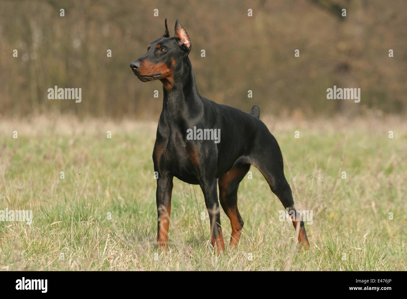Dobermann Banque D'Images
