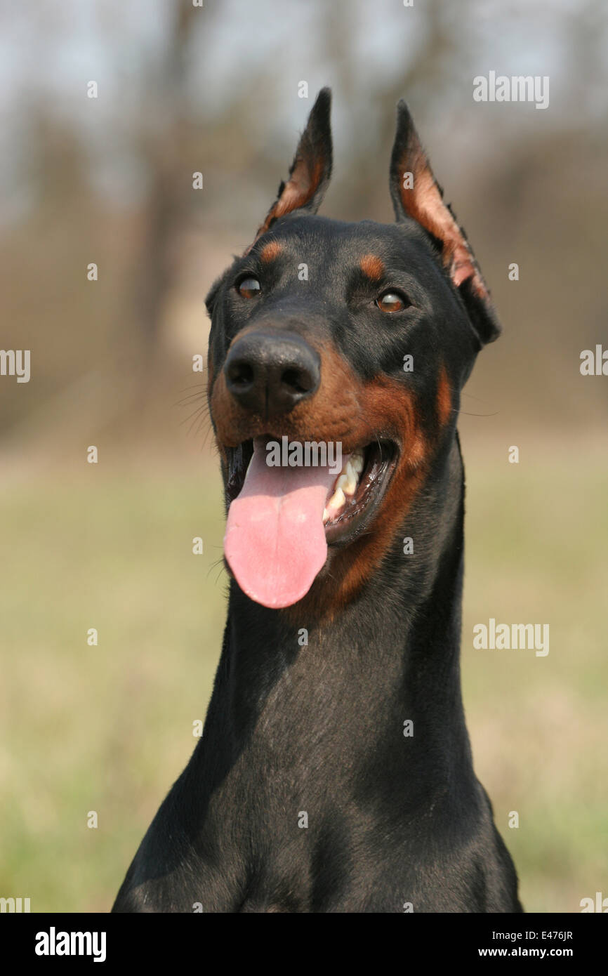 Dobermann Banque D'Images