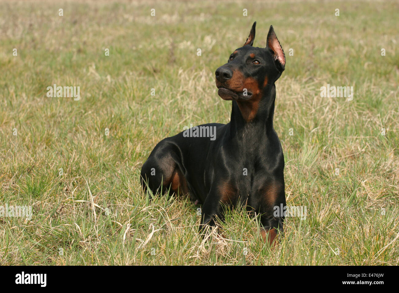 Dobermann Banque D'Images