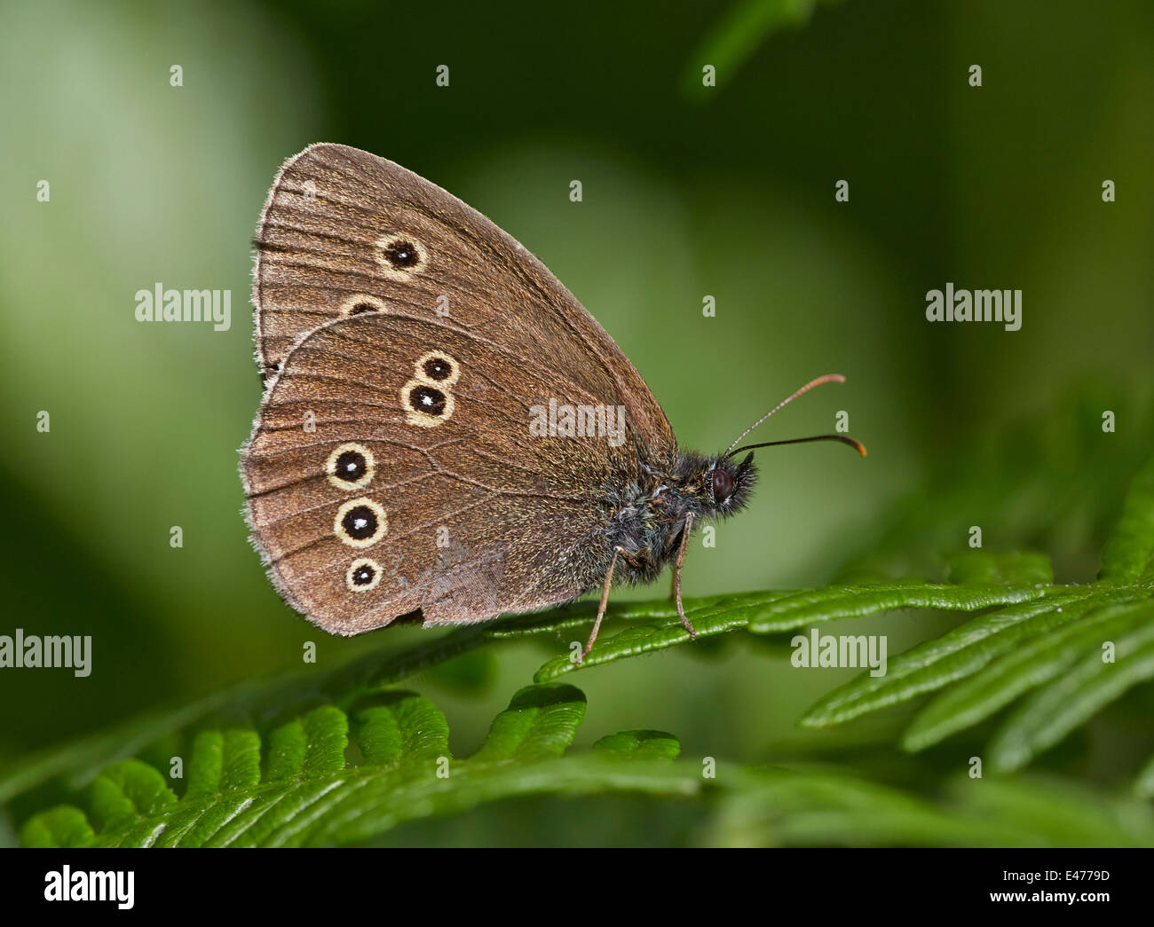 Reposant sur un papillon une fougère. Bookham commun, Surrey, Angleterre. Banque D'Images