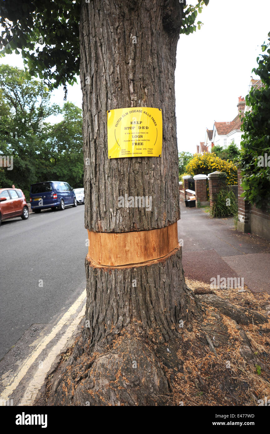 Un Orme dans le Queens Park Brighton qui a été inspecté de la maladie hollandaise de l'Orme Banque D'Images