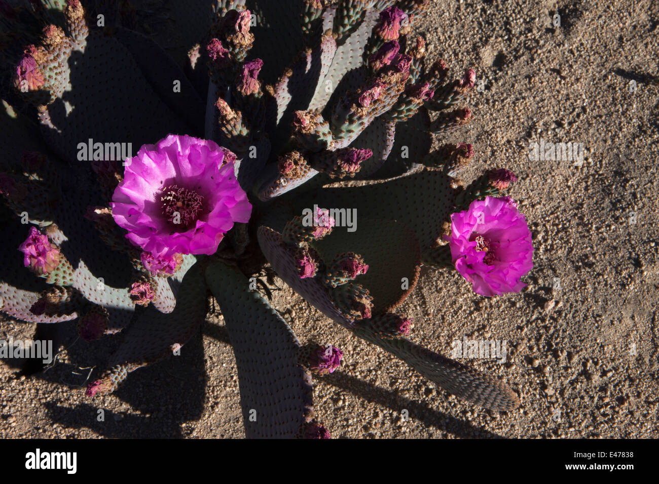 Cactus en fleur de castor, Joshua Tree National Park, Californie USA Banque D'Images