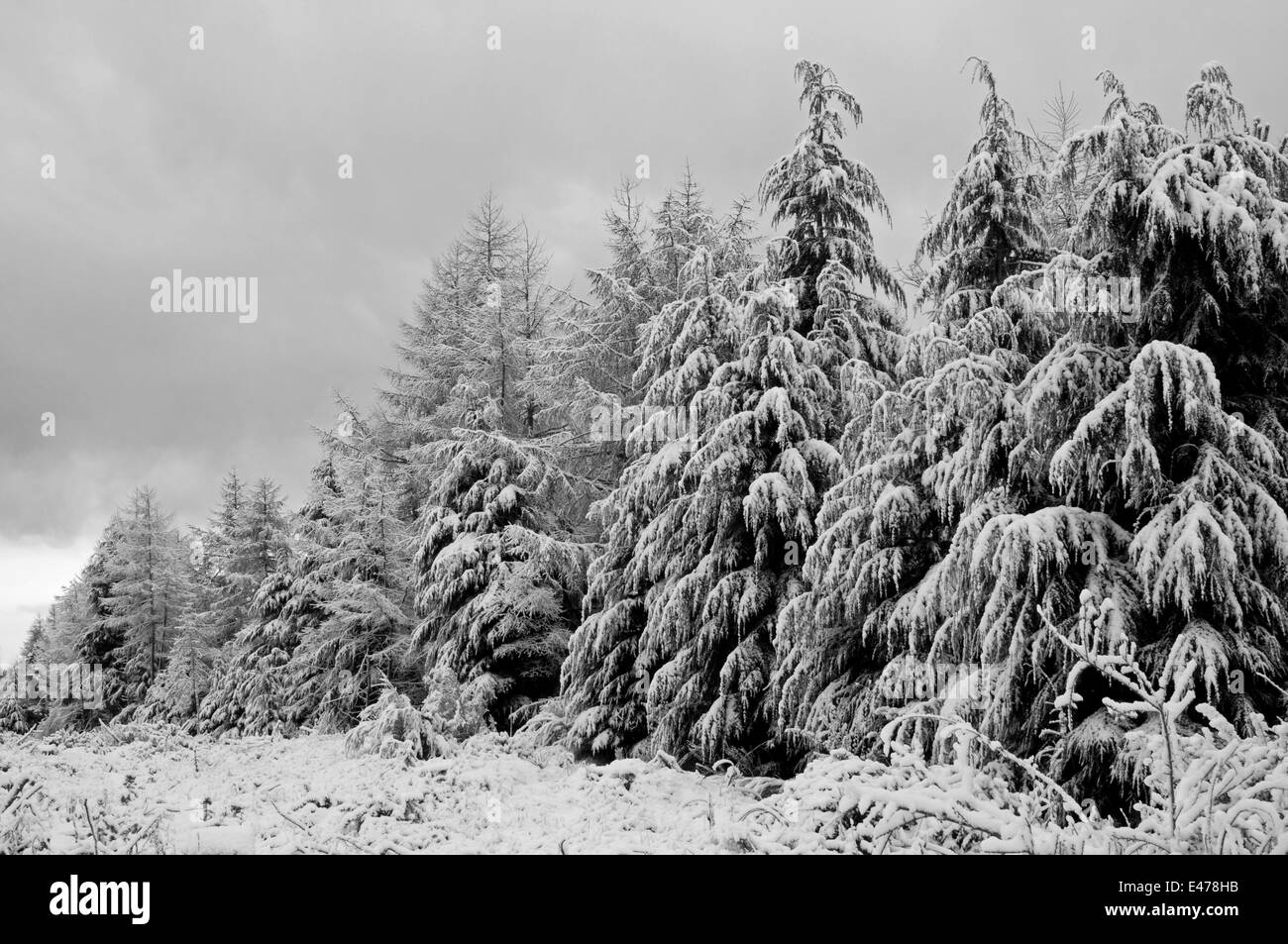 Tempête de neige sur la neige couverts de pins Banque D'Images