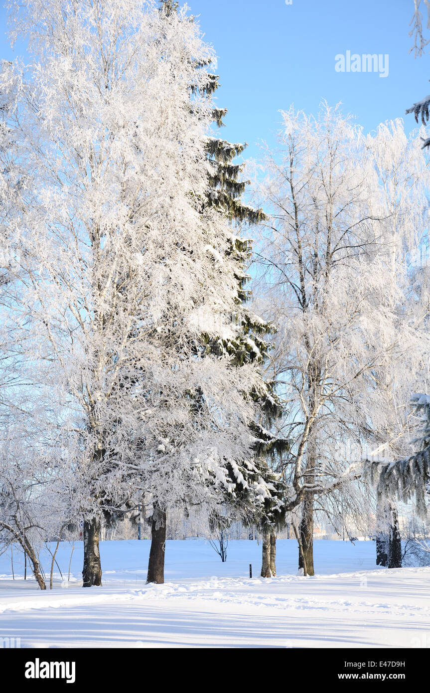 La nature de la neige d'hiver ensoleillé jour pin epicea sapin beau ciel bleu parc forestier de givre blanc Le givre blanc personne n'arbres fée Banque D'Images