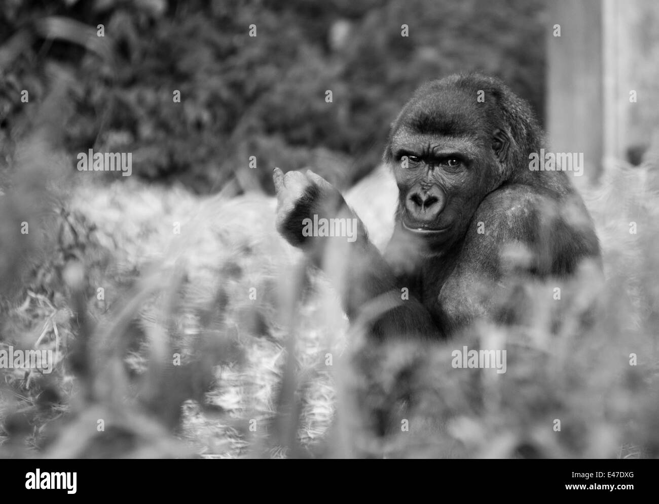 Un gorille au zoo de Bristol Banque D'Images