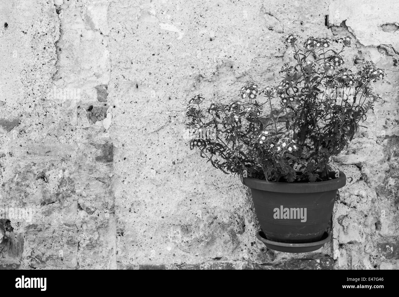 Pienza, Toscane, Italie. Vieux Mur de fleurs Banque D'Images