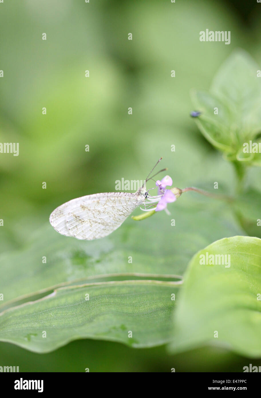 Petit papillon blanc sur les feuilles dans le jardin. Banque D'Images