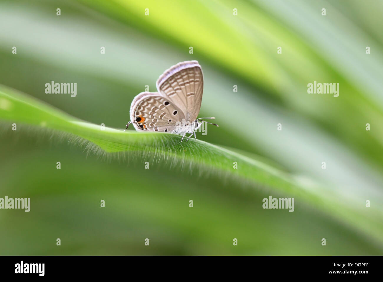 Tawny de papillon sur les feuilles vertes dans le jardin. Banque D'Images