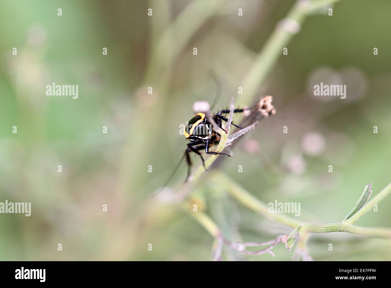 Perché sur un arbre dans le jardin. Banque D'Images