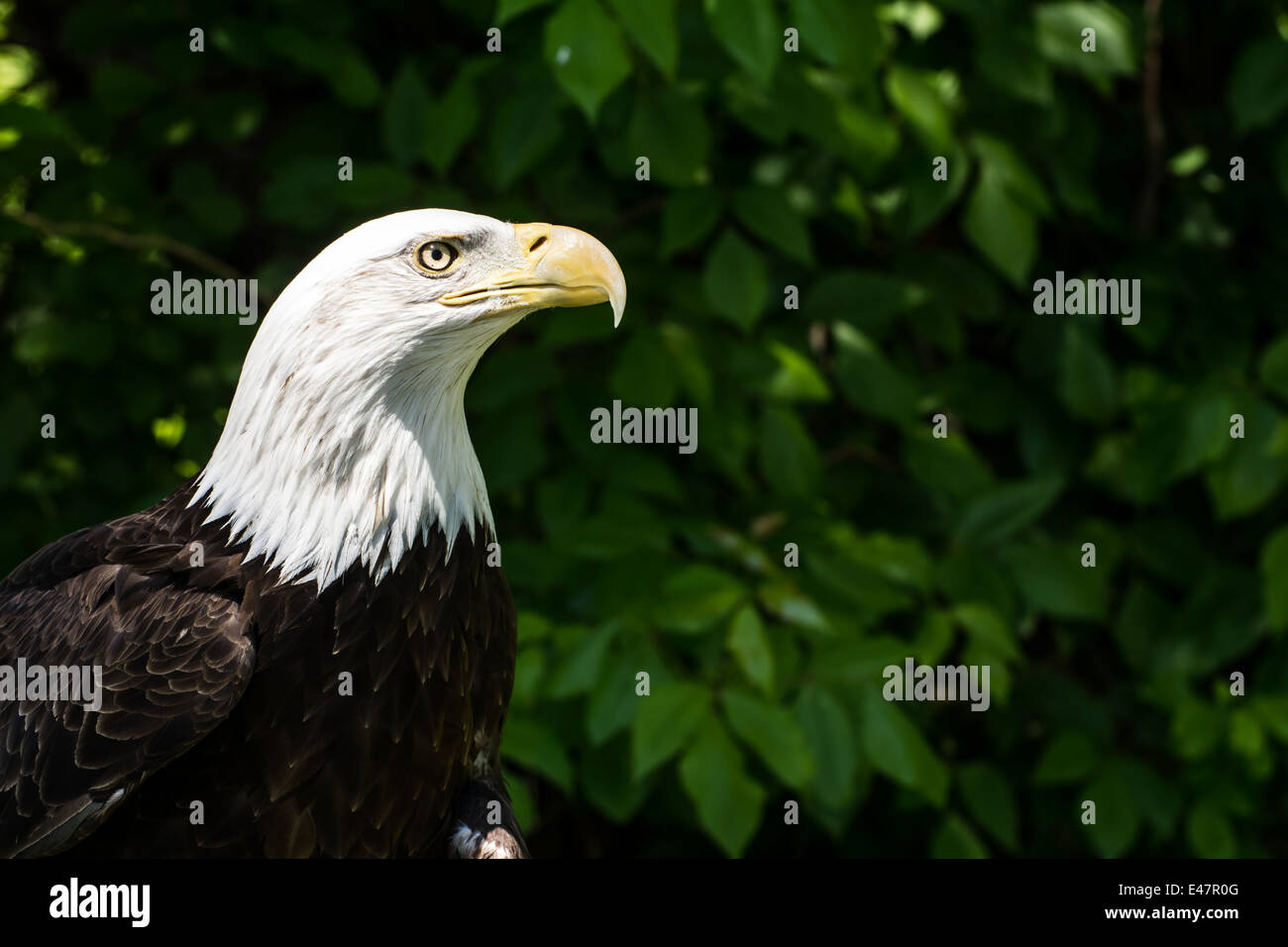 Aigle à tête blanche Banque D'Images