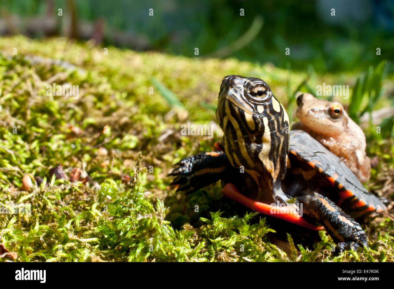 La tortue peinte et la Rainette crucifère Banque D'Images