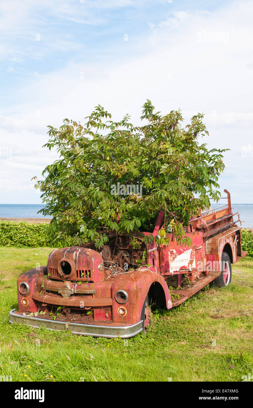 Arbre qui pousse dans ancienne red fire truck moteur l'archipel Haida Gwaii, en Colombie-Britannique, British Columbia, canada. Banque D'Images