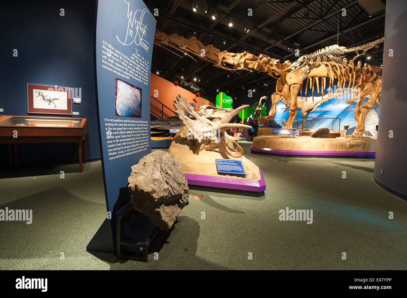 L'Exploration Place museum exposition sur l'os squelette de dinosaure, Prince George, Colombie-Britannique, Canada. Banque D'Images