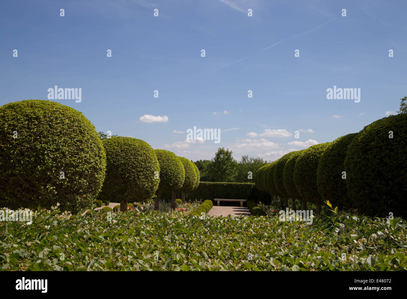 Les arbres avec une forme sphérique Banque D'Images