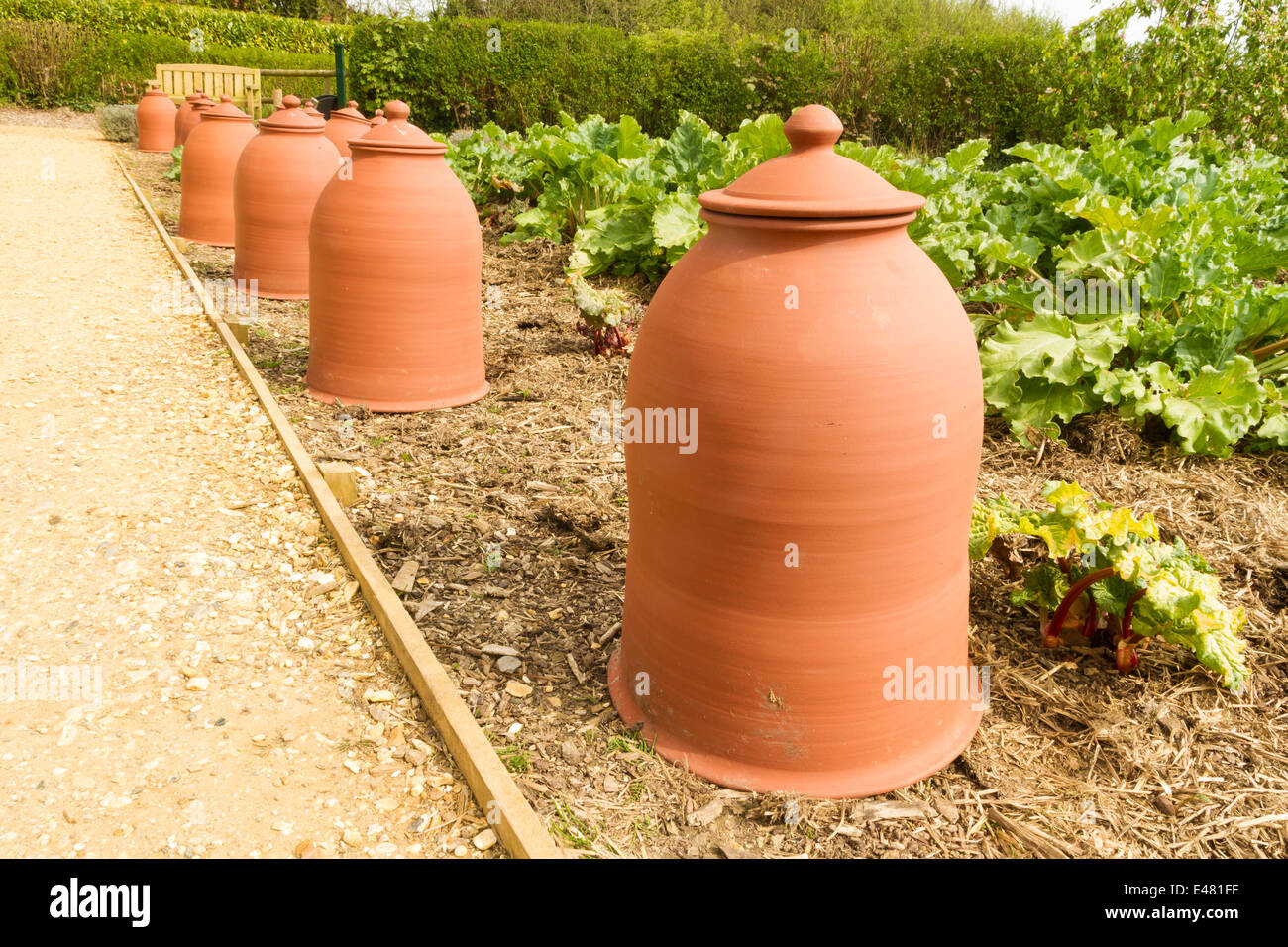 Des pots pour forcer la rhubarbe, Rheum rhabarbarum, faite à partir de la terre cuite. Banque D'Images
