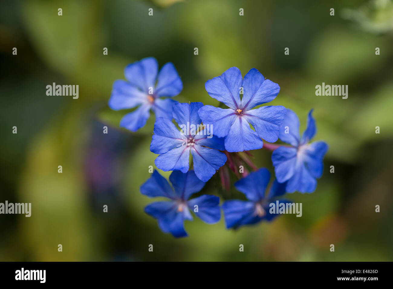 Ceratostigma willmottianum Plumbaginaceae Banque D'Images Ceratostigma willmottianum Plumbaginaceae Banque D'Images