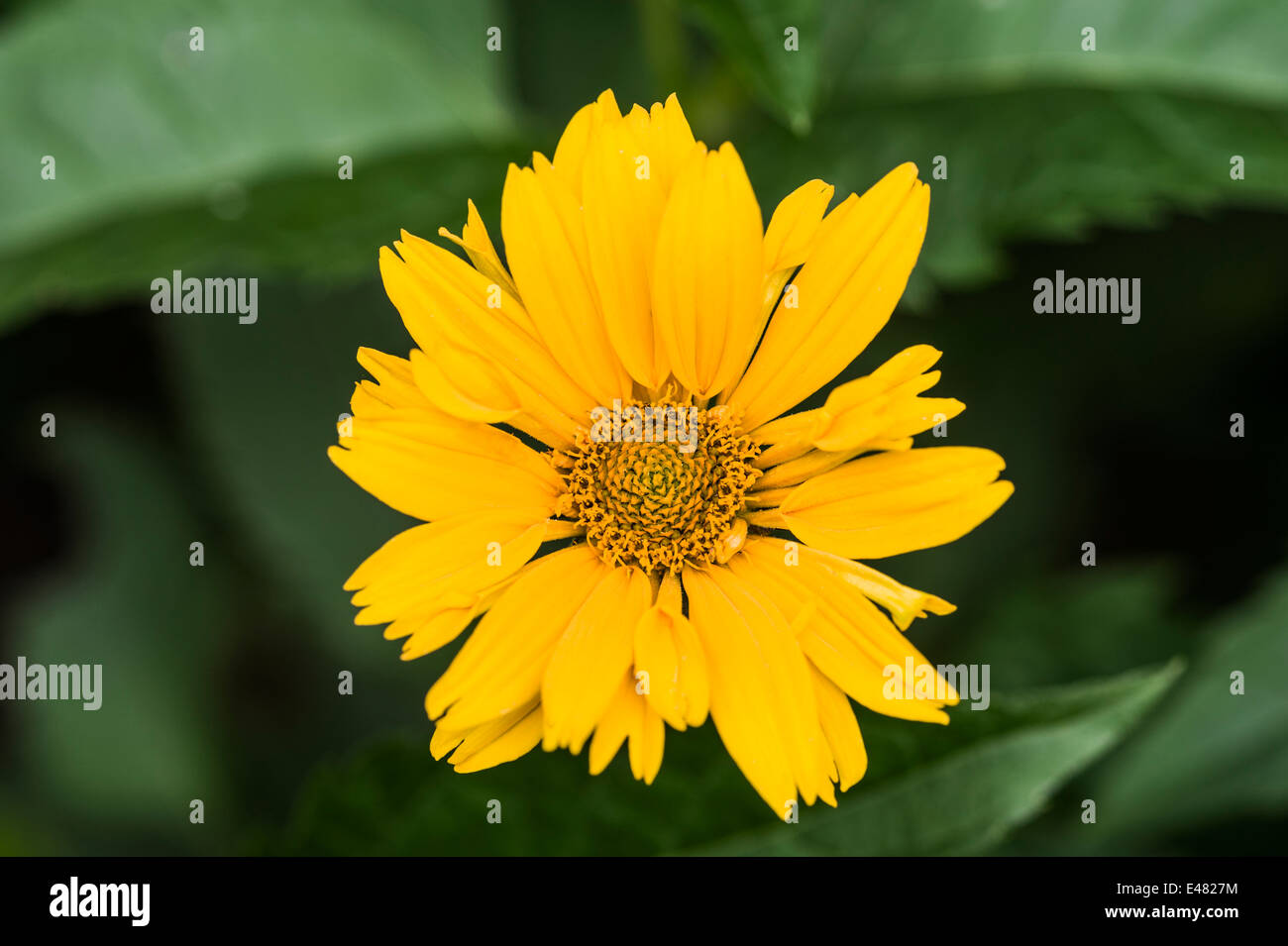 Rudbeckia laciniata Goldquelle Banque D'Images