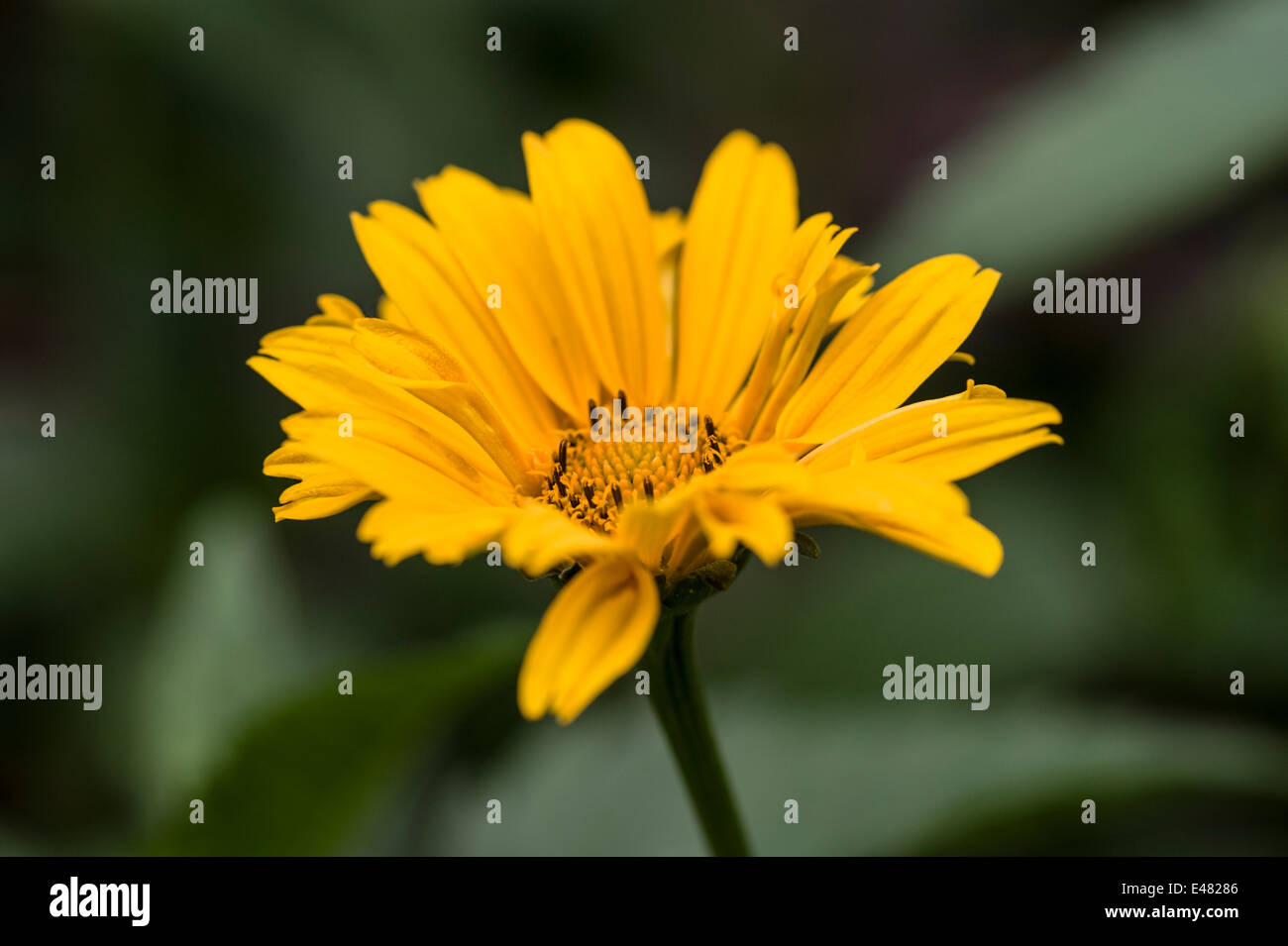 Rudbeckia laciniata Goldquelle Banque D'Images