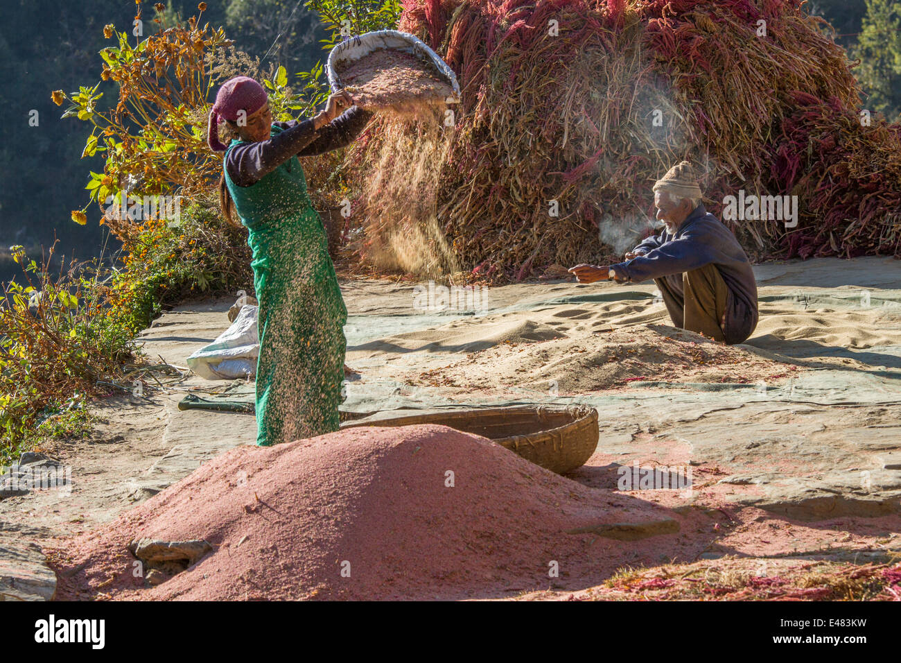 Une femme en train de vanner la paille, Uttarakhand, Inde. Banque D'Images