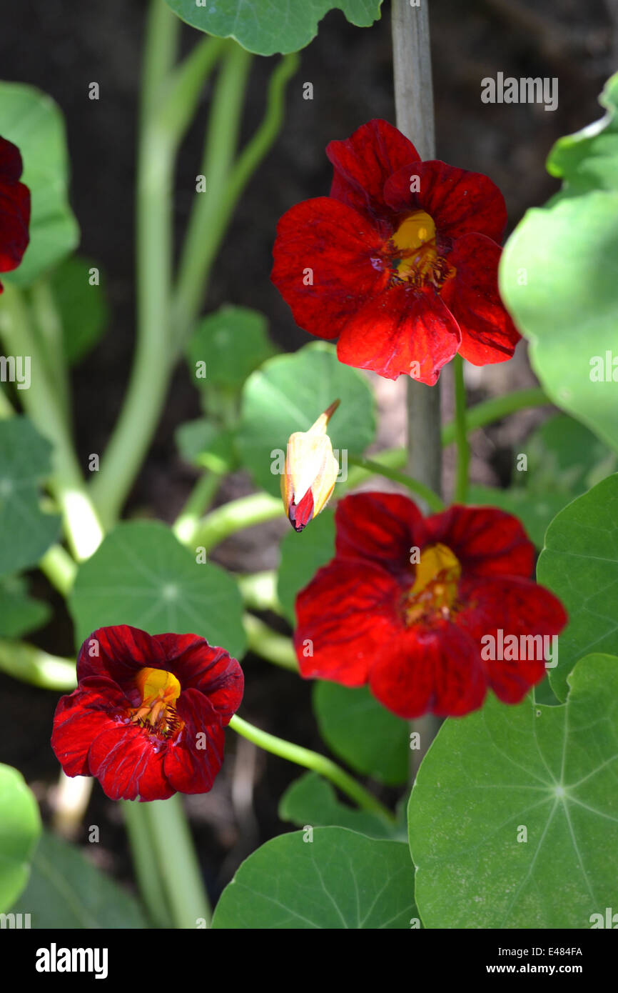 Fleurs : capucine Tropaeolum majus, avec l'ouverture des bourgeons, centre Banque D'Images