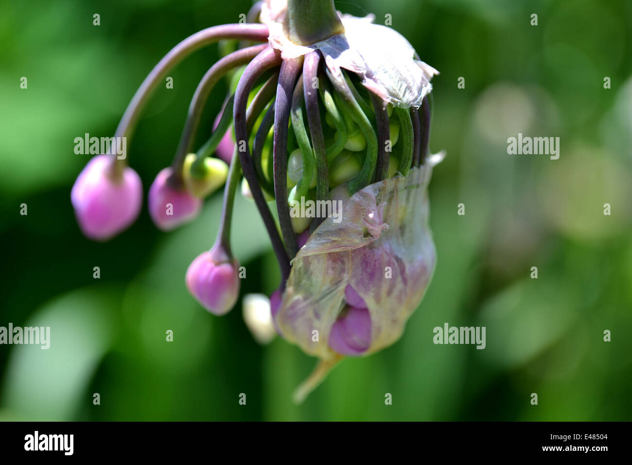 Fleur d'Allium cernuum (ornementales oignon) sortir de son fourreau,(certains fixés) au début de l'été Banque D'Images