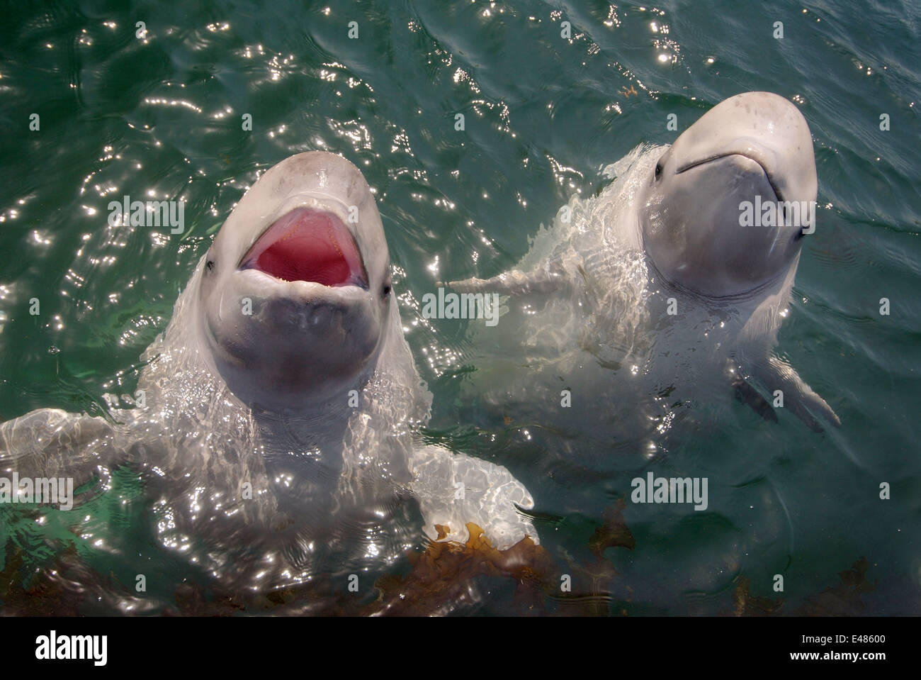 Deux jeunes le béluga béluga ou béluga (Delphinapterus leucas) Mer du Japon, Extrême-Orient, Primorye, Primorsky Krai, Russie Banque D'Images