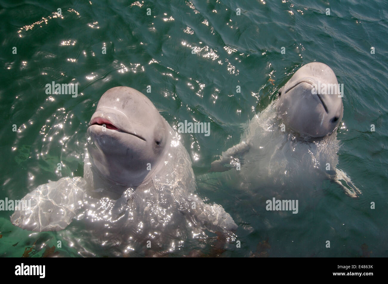 Deux jeunes le béluga béluga ou béluga (Delphinapterus leucas) Mer du Japon, Extrême-Orient, Primorye, Primorsky Krai, Russie Banque D'Images