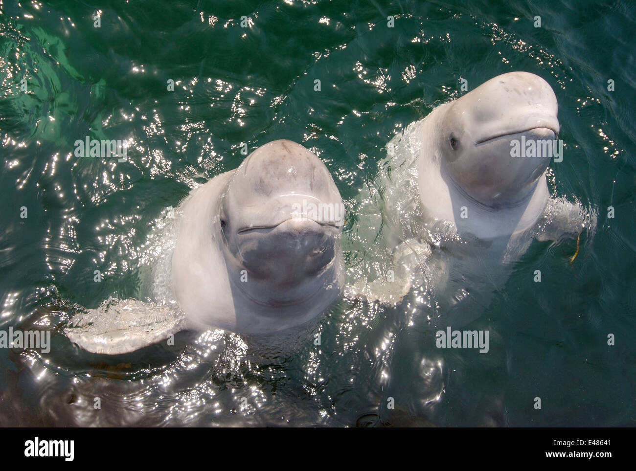 Deux jeunes le béluga béluga ou béluga (Delphinapterus leucas) Mer du Japon, Extrême-Orient, Primorye, Primorsky Krai, Russie Banque D'Images
