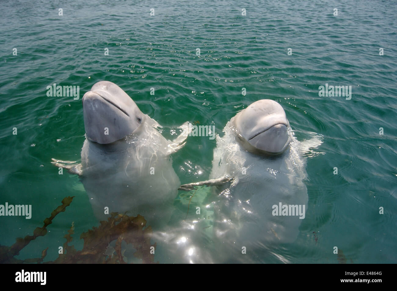 Deux jeunes le béluga béluga ou béluga (Delphinapterus leucas) Mer du Japon, Extrême-Orient, Primorye, Primorsky Krai, Russie Banque D'Images