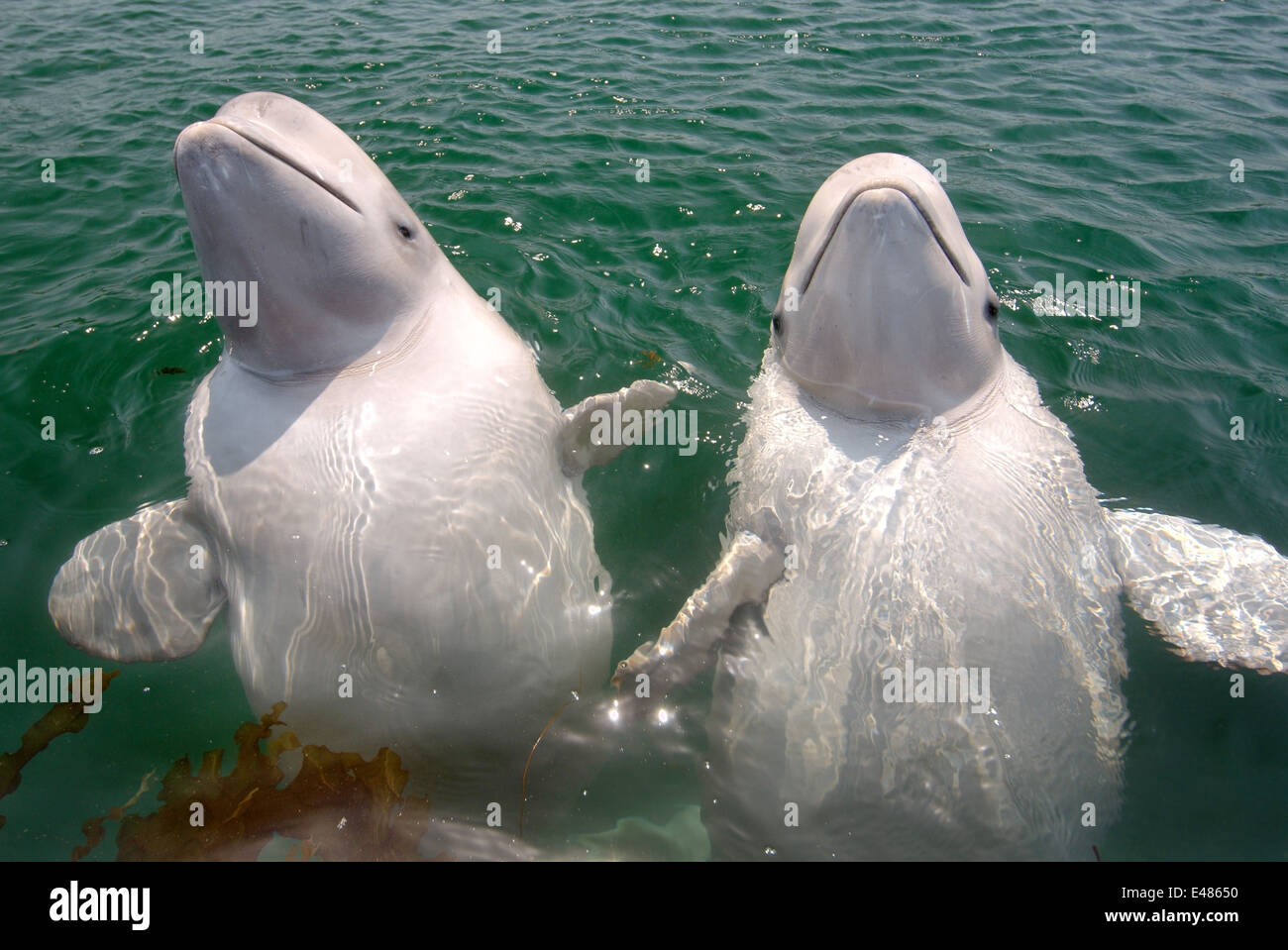 Deux jeunes le béluga béluga ou béluga (Delphinapterus leucas) Mer du Japon, Extrême-Orient, Primorye, Primorsky Krai, Russie Banque D'Images