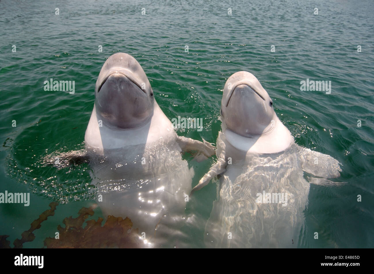 Deux jeunes le béluga béluga ou béluga (Delphinapterus leucas) Mer du Japon, Extrême-Orient, Primorye, Primorsky Krai, Russie Banque D'Images