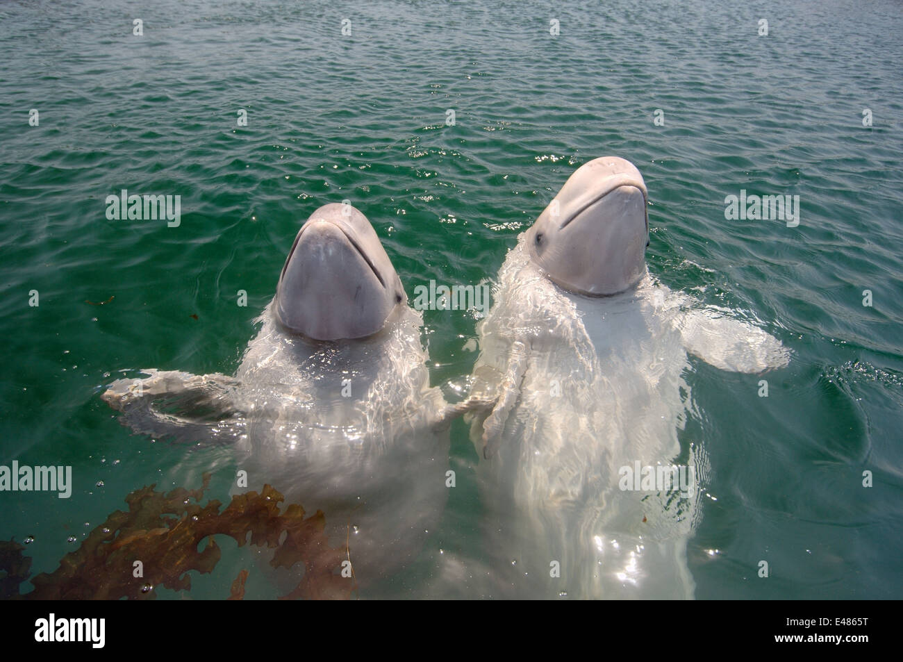 Deux jeunes le béluga béluga ou béluga (Delphinapterus leucas) Mer du Japon, Extrême-Orient, Primorye, Primorsky Krai, Russie Banque D'Images