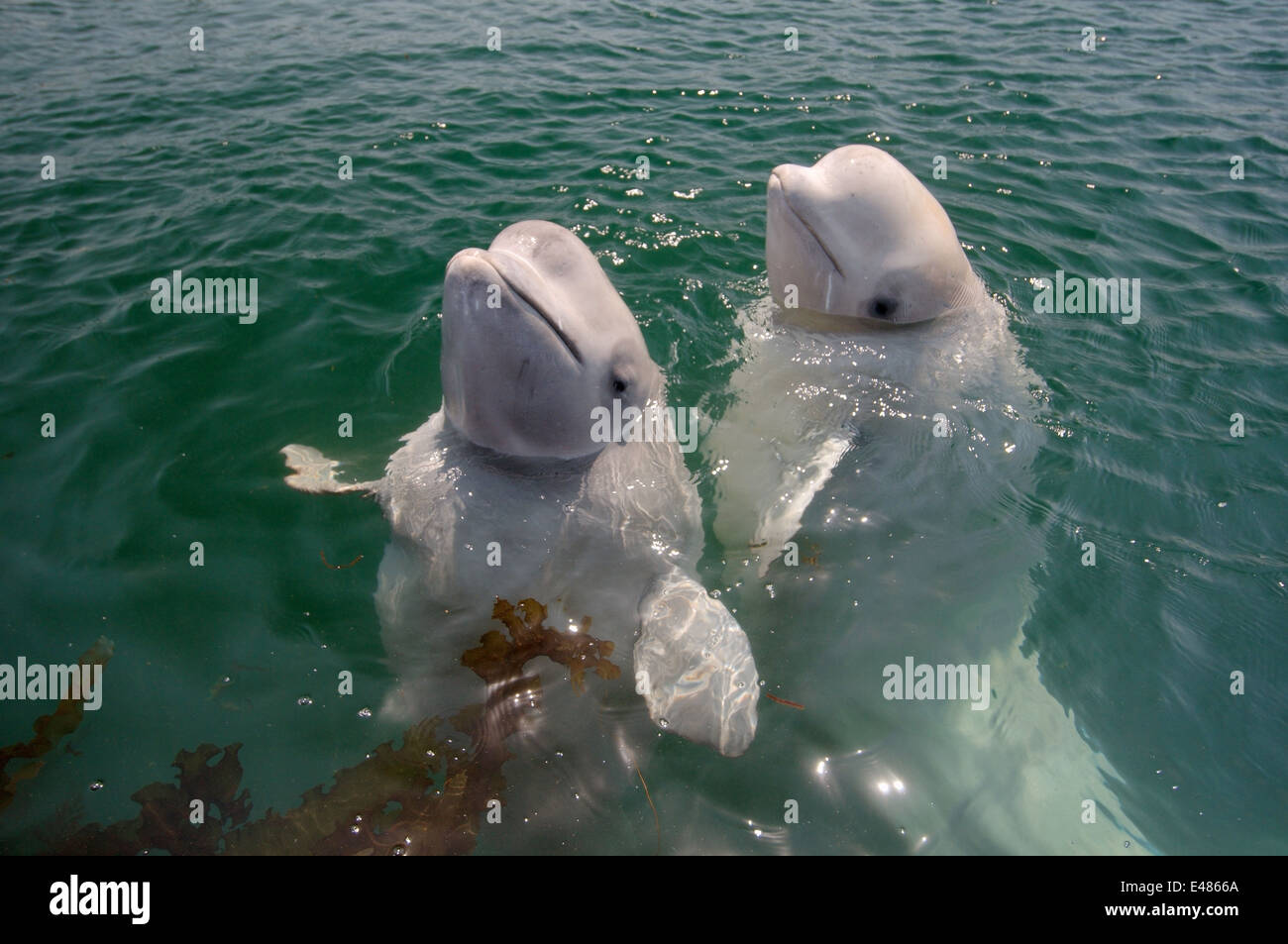 Deux jeunes le béluga béluga ou béluga (Delphinapterus leucas) Mer du Japon, Extrême-Orient, Primorye, Primorsky Krai, Russie Banque D'Images